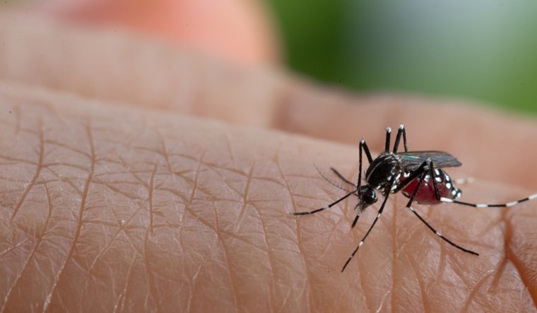 Rashtriya Jagran | डेंगू और मलेरिया होने वालों को कोरोना नहीं होने की...